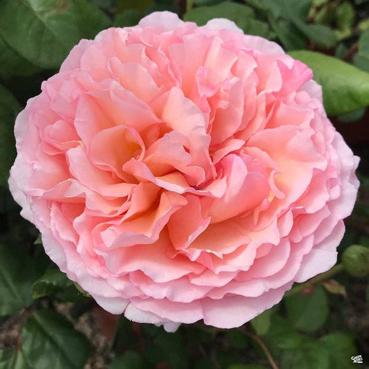 Rosa Hybrid Tea Princesse Charlene De Monaco - View 1 from www redcrocus com