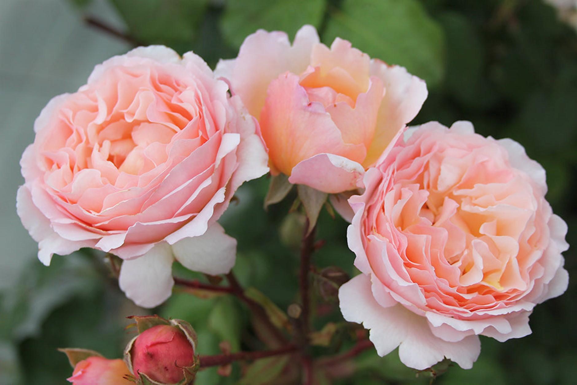 Rosa Hybrid Tea Princesse Charlene De Monaco - View 5 from www redcrocus com