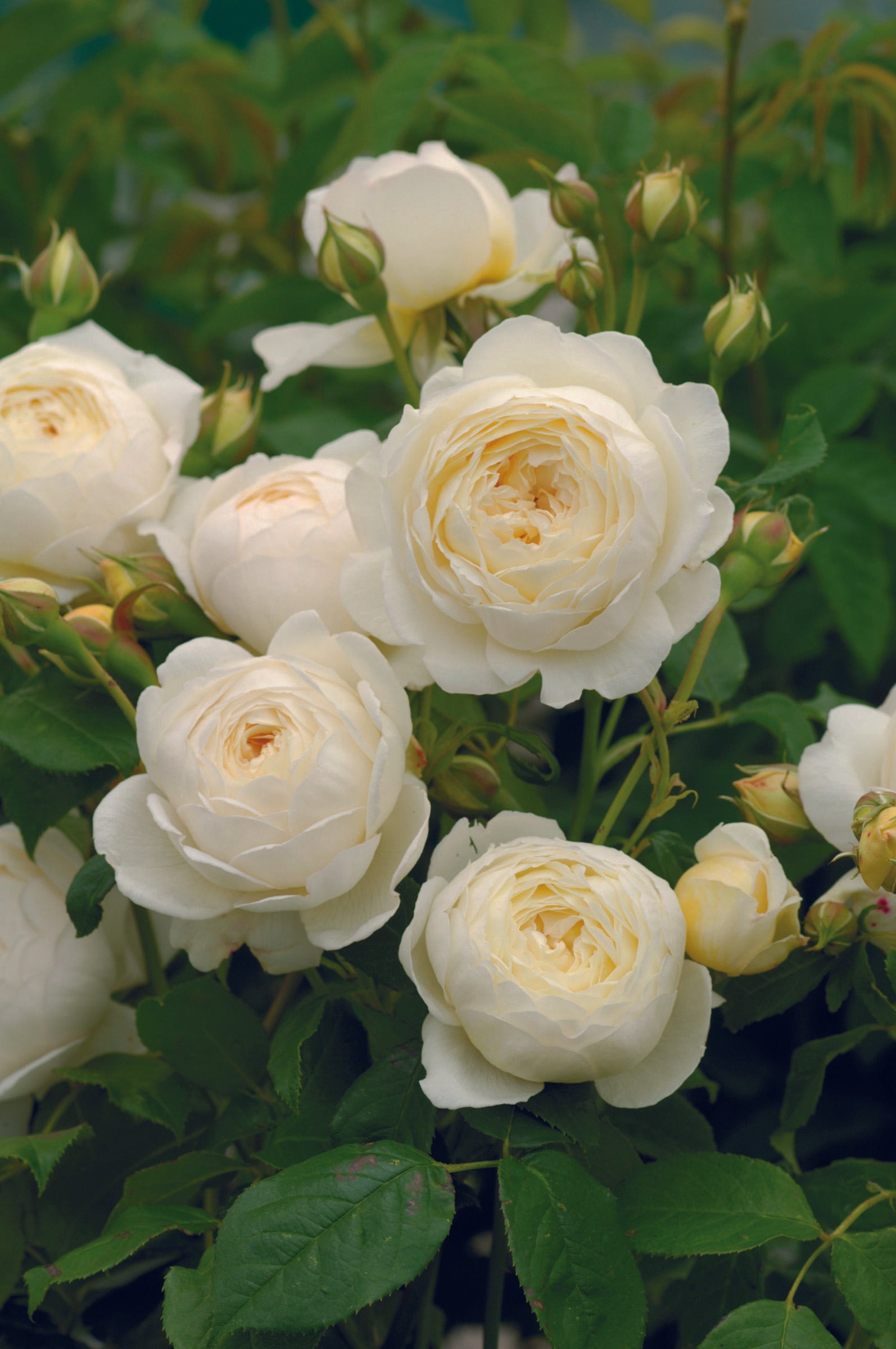 Rosa David Austin Claire Austin - View 10 from www redcrocus com