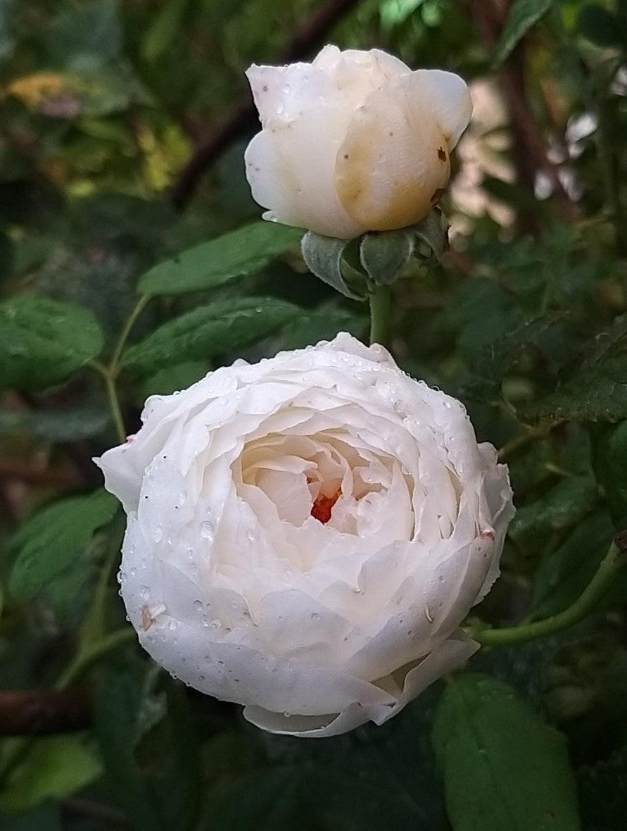 Rosa David Austin Claire Austin - View 11 from www redcrocus com