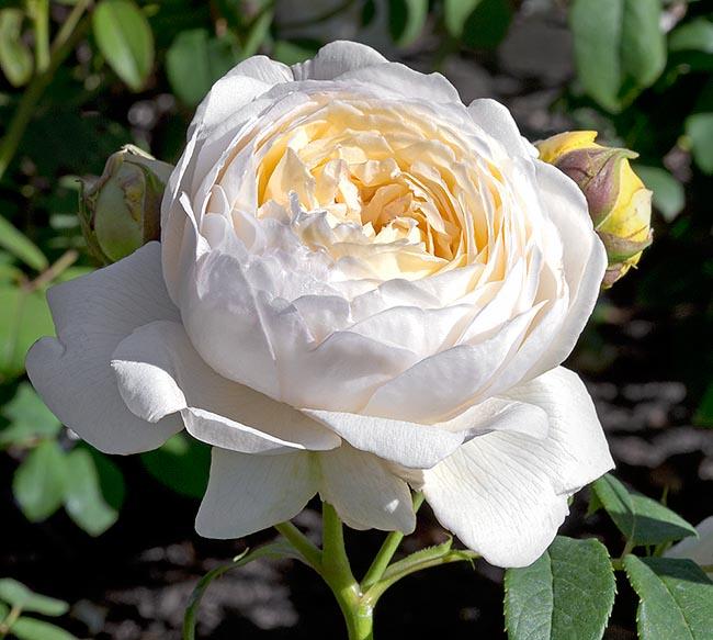 Rosa David Austin Claire Austin - View 12 from www redcrocus com