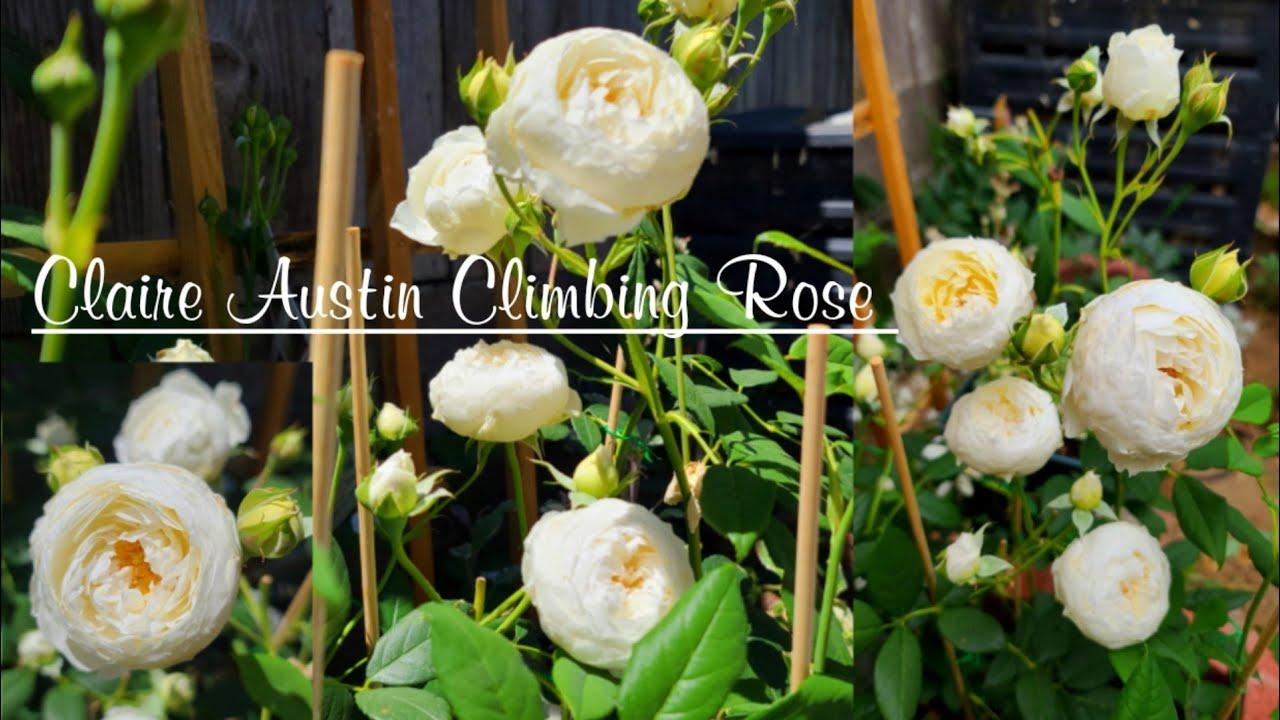 Rosa David Austin Claire Austin - View 13 from www redcrocus com