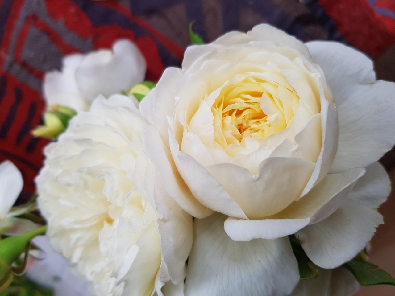 Rosa David Austin Claire Austin - View 14 from www redcrocus com