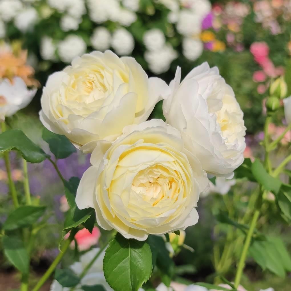 Rosa David Austin Claire Austin - View 16 from www redcrocus com