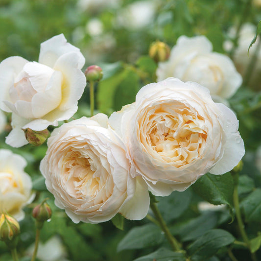 Rosa David Austin Claire Austin - View 1 from www redcrocus com