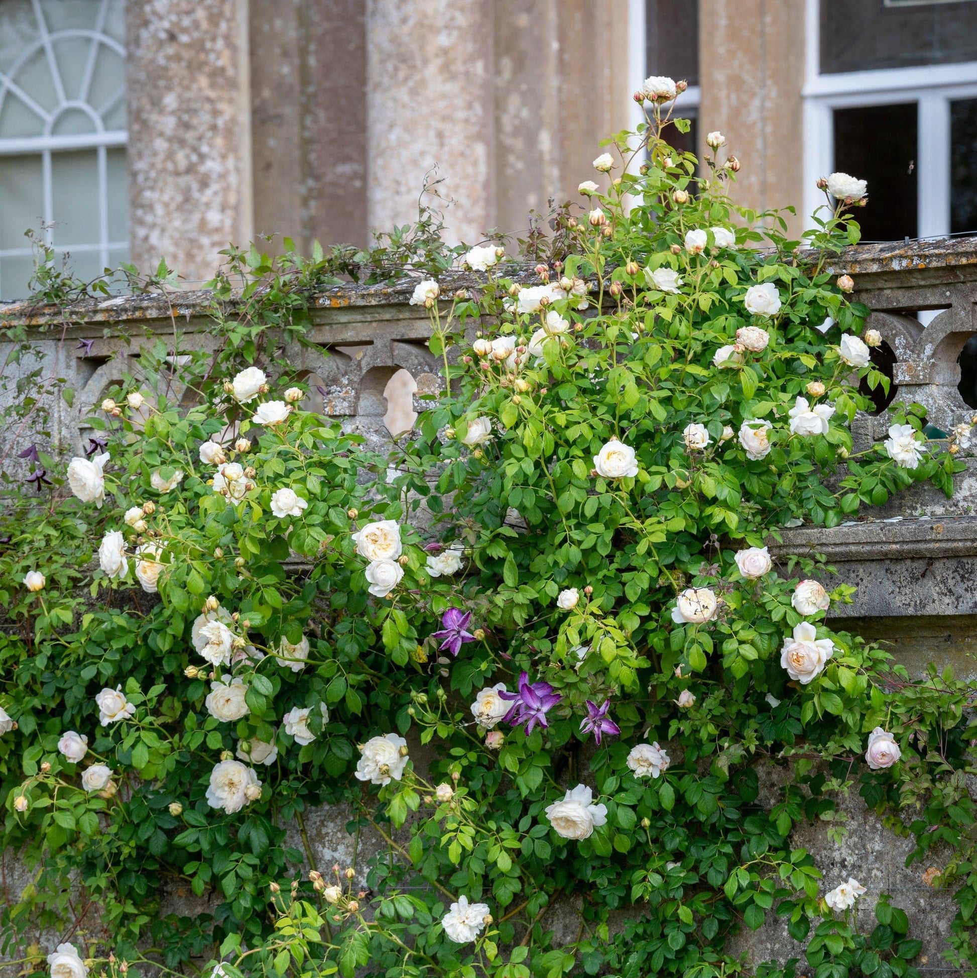Rosa David Austin Claire Austin - View 2 from www redcrocus com
