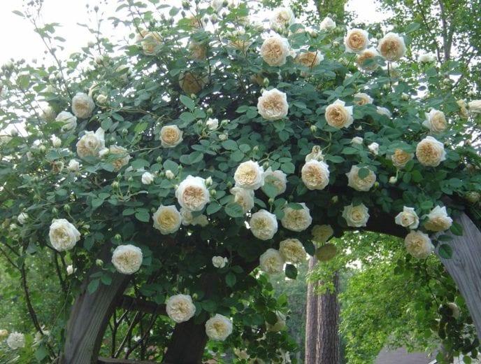 Rosa David Austin Claire Austin - View 3 from www redcrocus com
