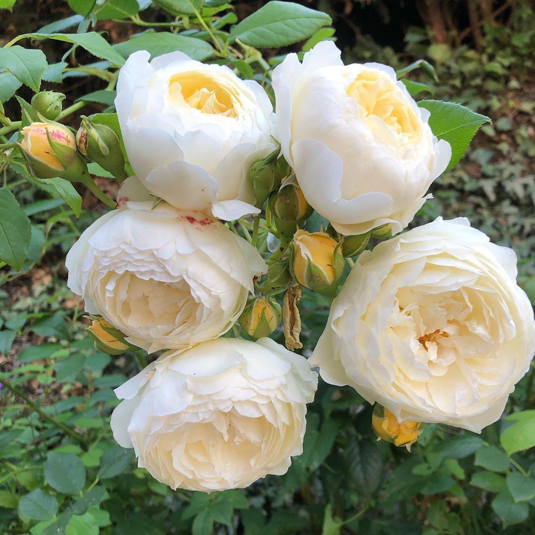 Rosa David Austin Claire Austin - View 4 from www redcrocus com