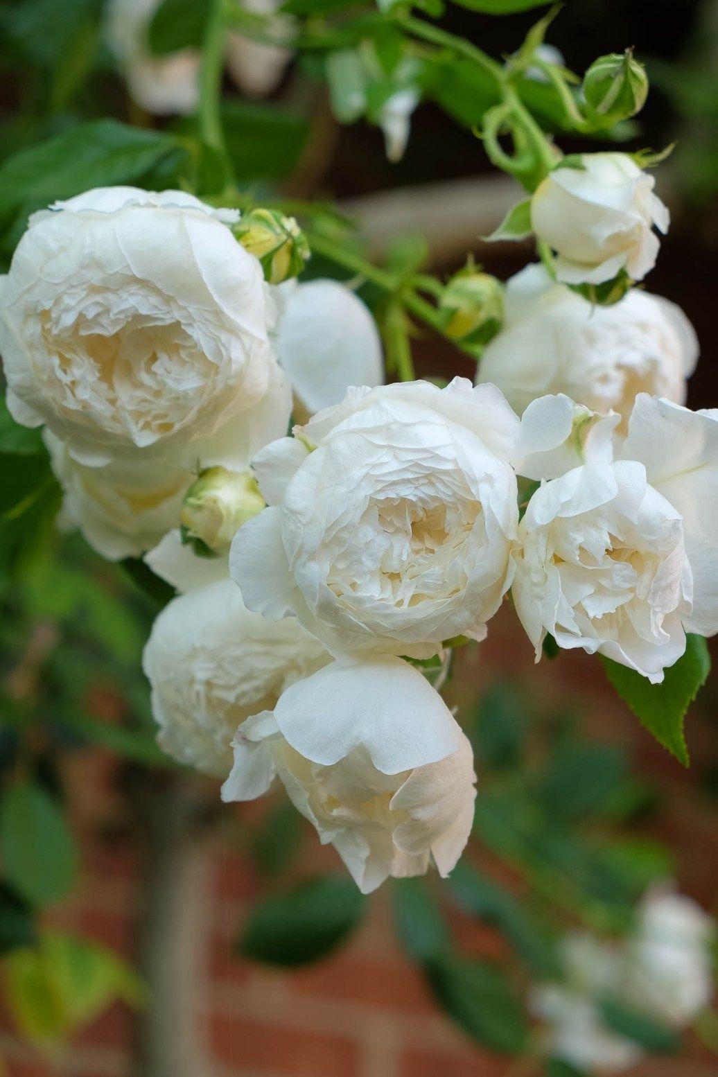 Rosa David Austin Claire Austin - View 5 from www redcrocus com