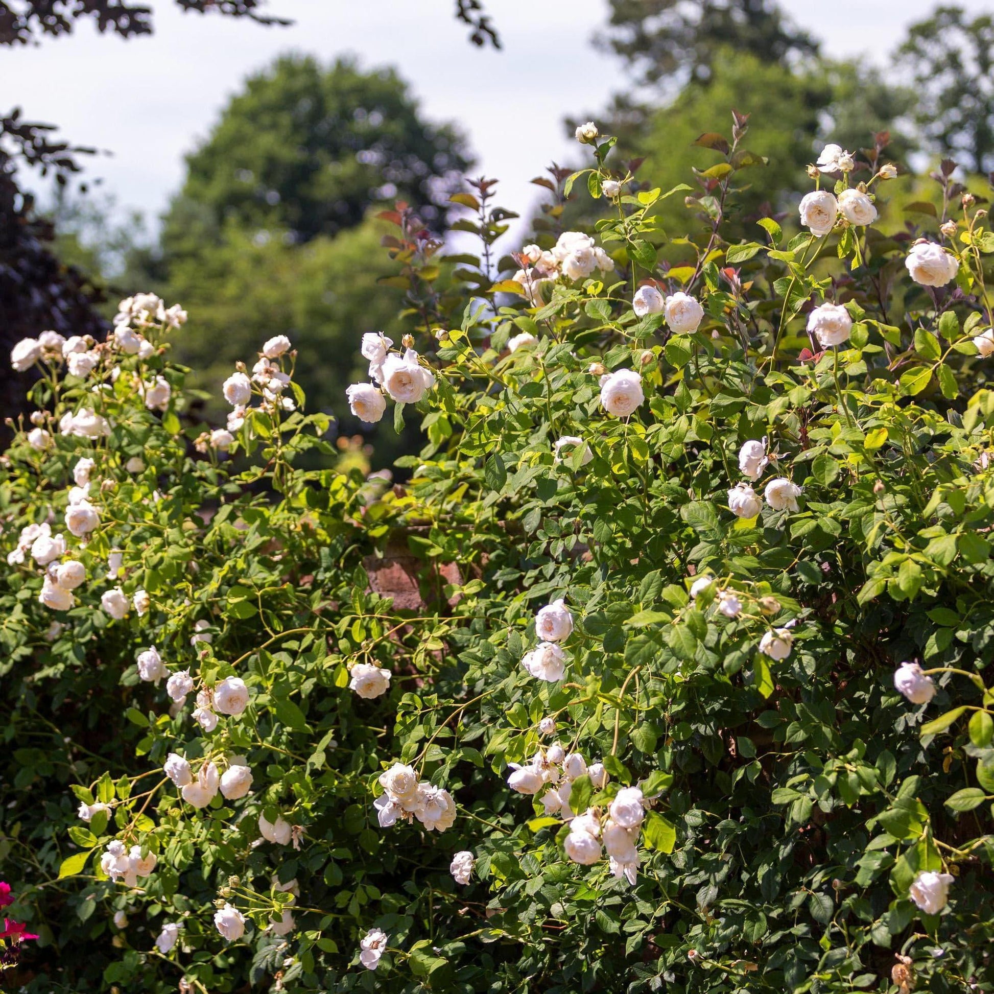 Rosa David Austin Claire Austin - View 6 from www redcrocus com