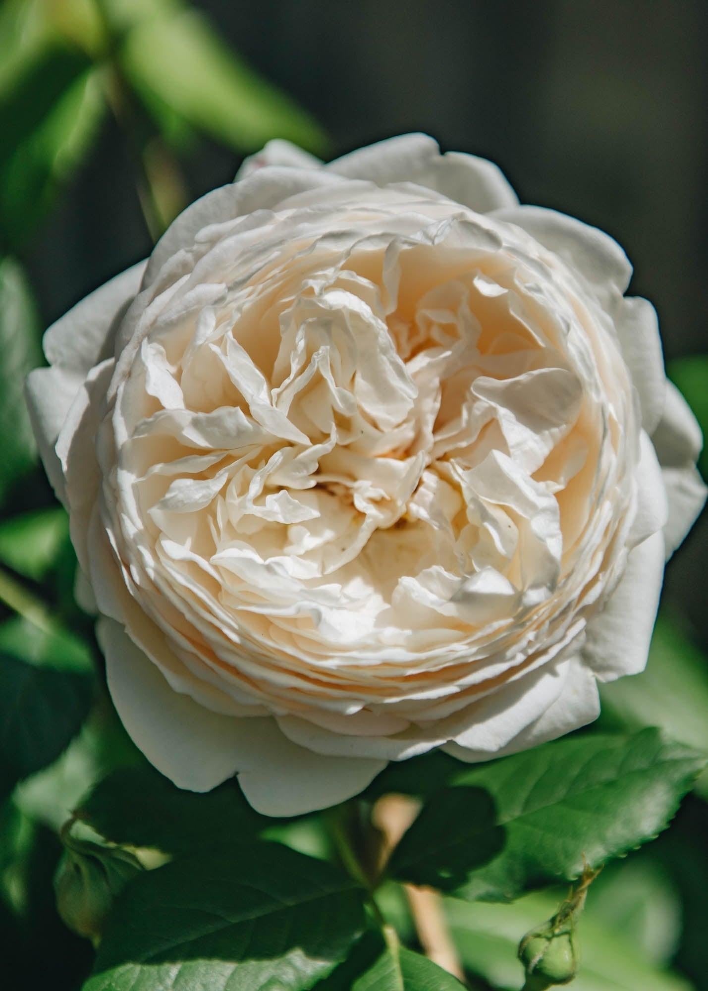 Rosa David Austin Claire Austin - View 9 from www redcrocus com