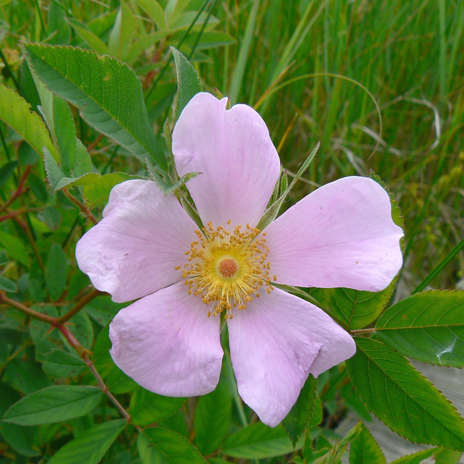 Rosa, Landscape Virginiana - View 10 from www redcrocus com