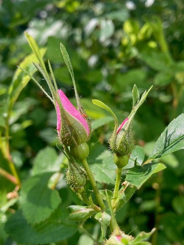 Rosa, Landscape Virginiana - View 14 from www redcrocus com