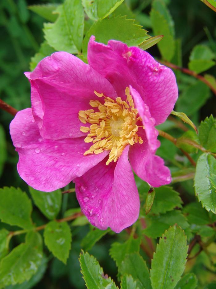 Rosa, Landscape Virginiana - View 16 from www redcrocus com