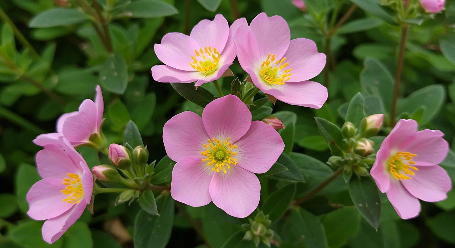 Rosa, Landscape Virginiana - View 18 from www redcrocus com