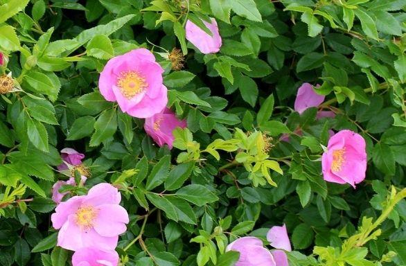 Rosa, Landscape Virginiana - View 1 from www redcrocus com