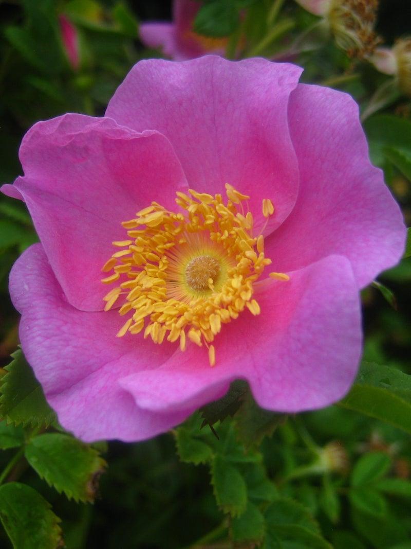 Rosa, Landscape Virginiana - View 20 from www redcrocus com
