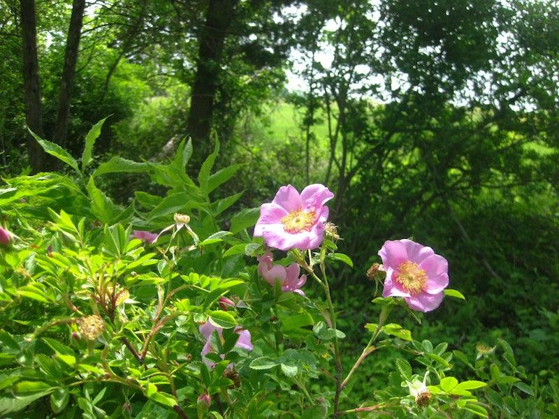Rosa, Landscape Virginiana - View 22 from www redcrocus com