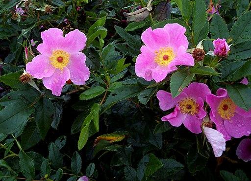 Rosa, Landscape Virginiana - View 23 from www redcrocus com