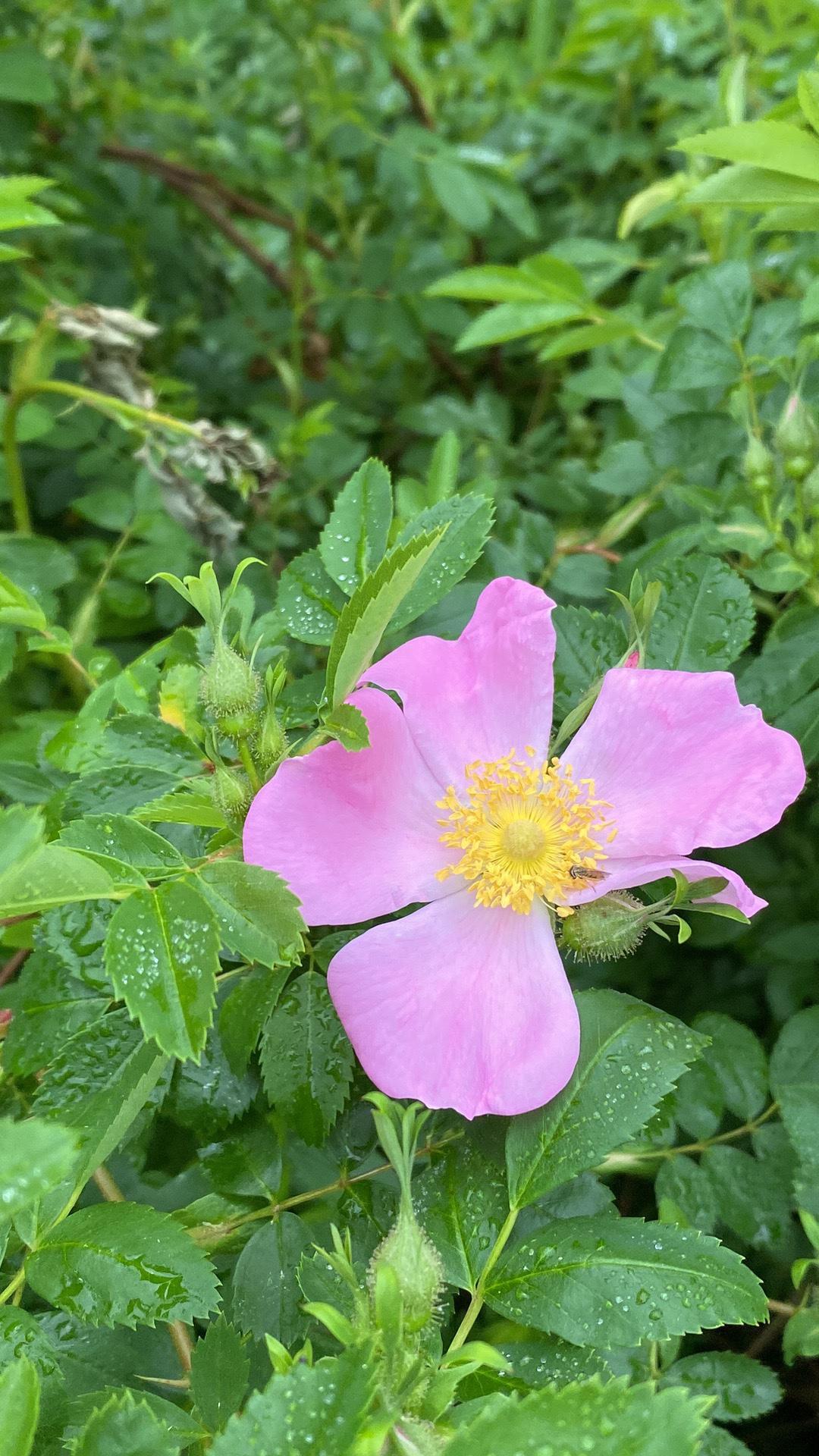 Rosa, Landscape Virginiana - View 25 from www redcrocus com