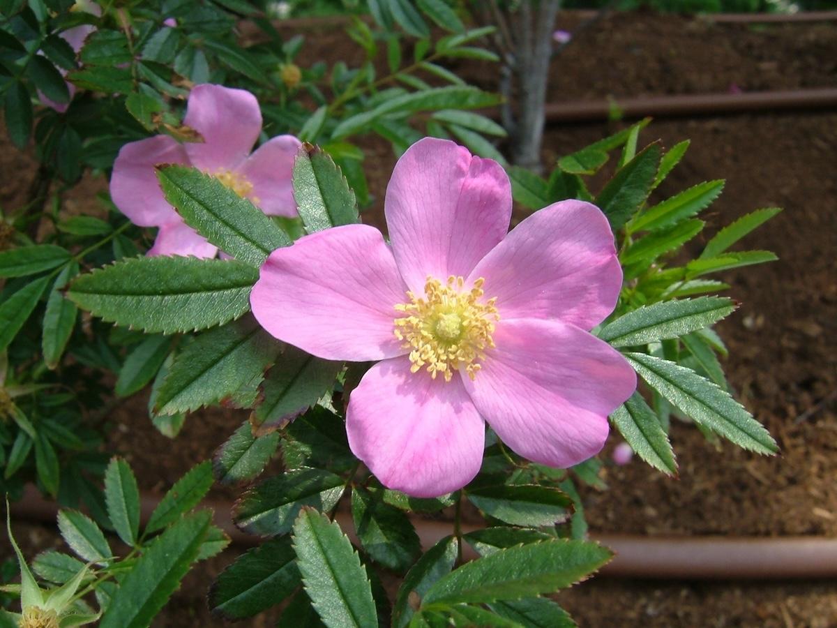 Rosa, Landscape Virginiana - View 26 from www redcrocus com