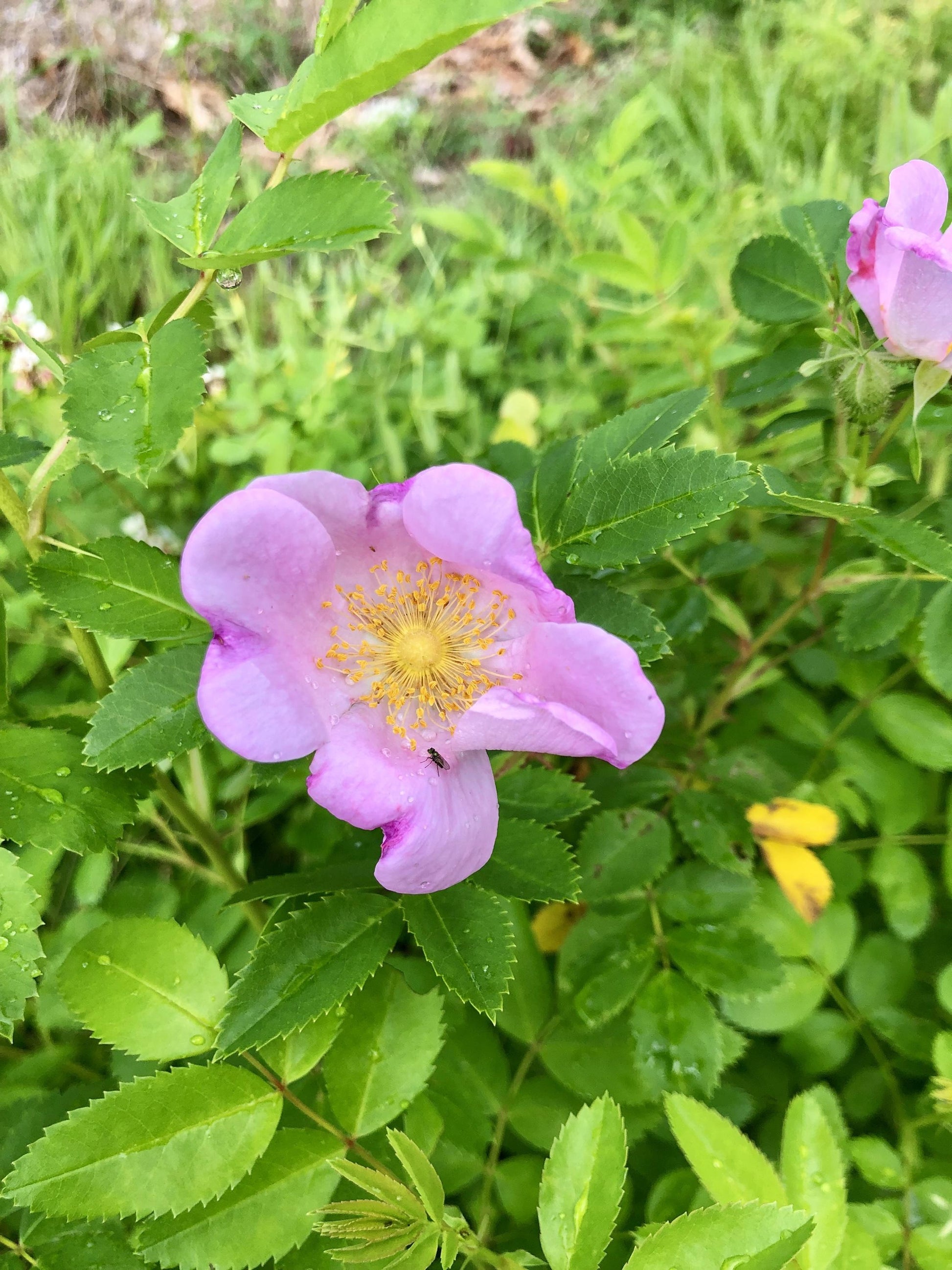 Rosa, Landscape Virginiana - View 28 from www redcrocus com