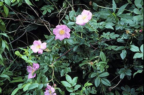 Rosa, Landscape Virginiana - View 32 from www redcrocus com