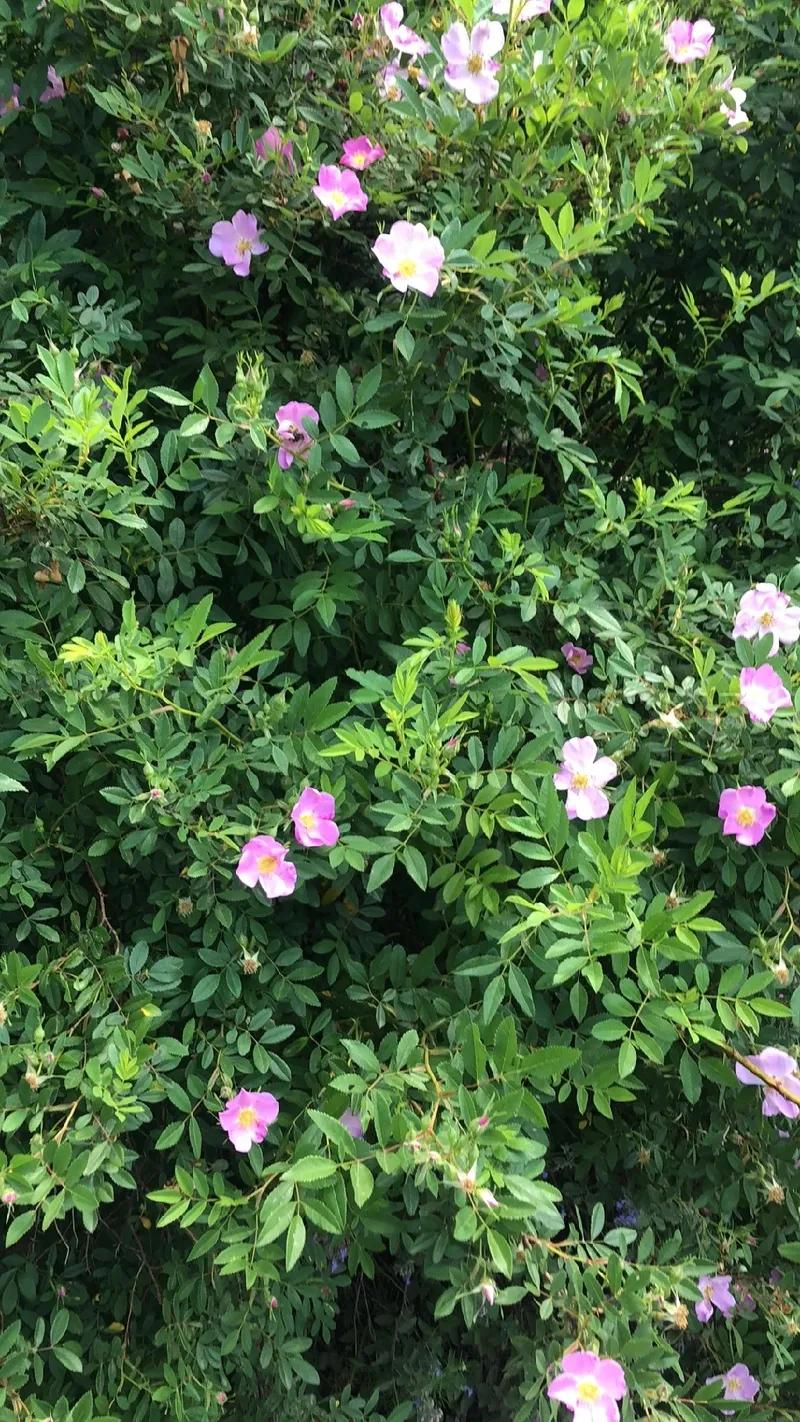 Rosa, Landscape Virginiana - View 33 from www redcrocus com