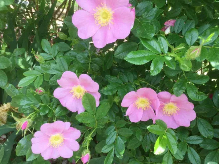 Rosa, Landscape Virginiana - View 4 from www redcrocus com