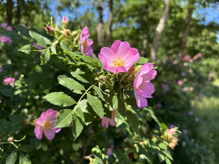 Rosa, Landscape Virginiana - View 8 from www redcrocus com