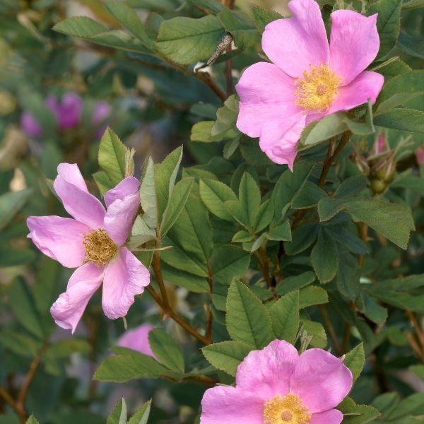 Rosa, Landscape Virginiana - View 9 from www redcrocus com