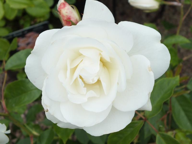 Rosa Floribunda Iceberg - View 13 from www redcrocus com