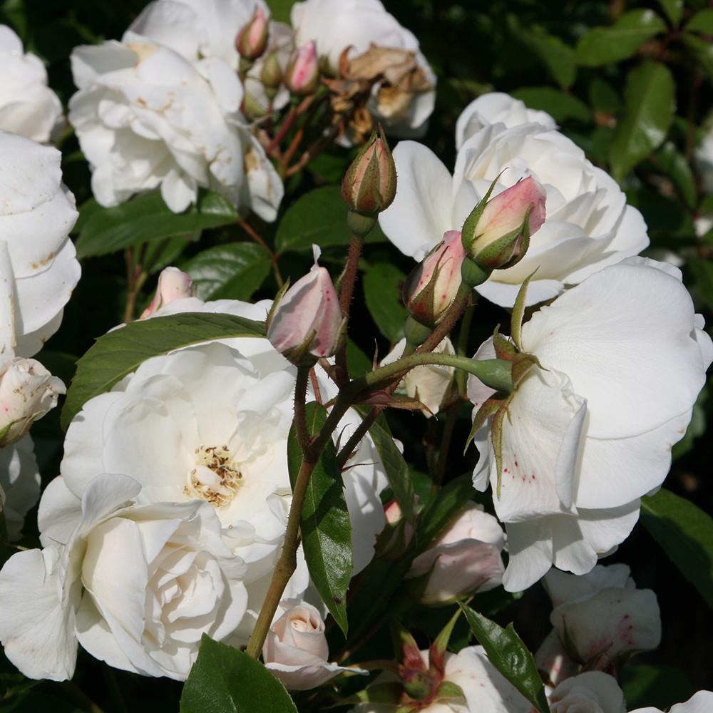 Rosa Floribunda Iceberg - View 16 from www redcrocus com