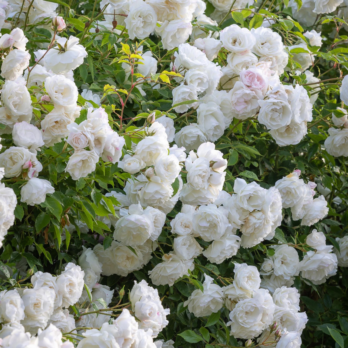 Rosa Floribunda Iceberg - View 1 from www redcrocus com