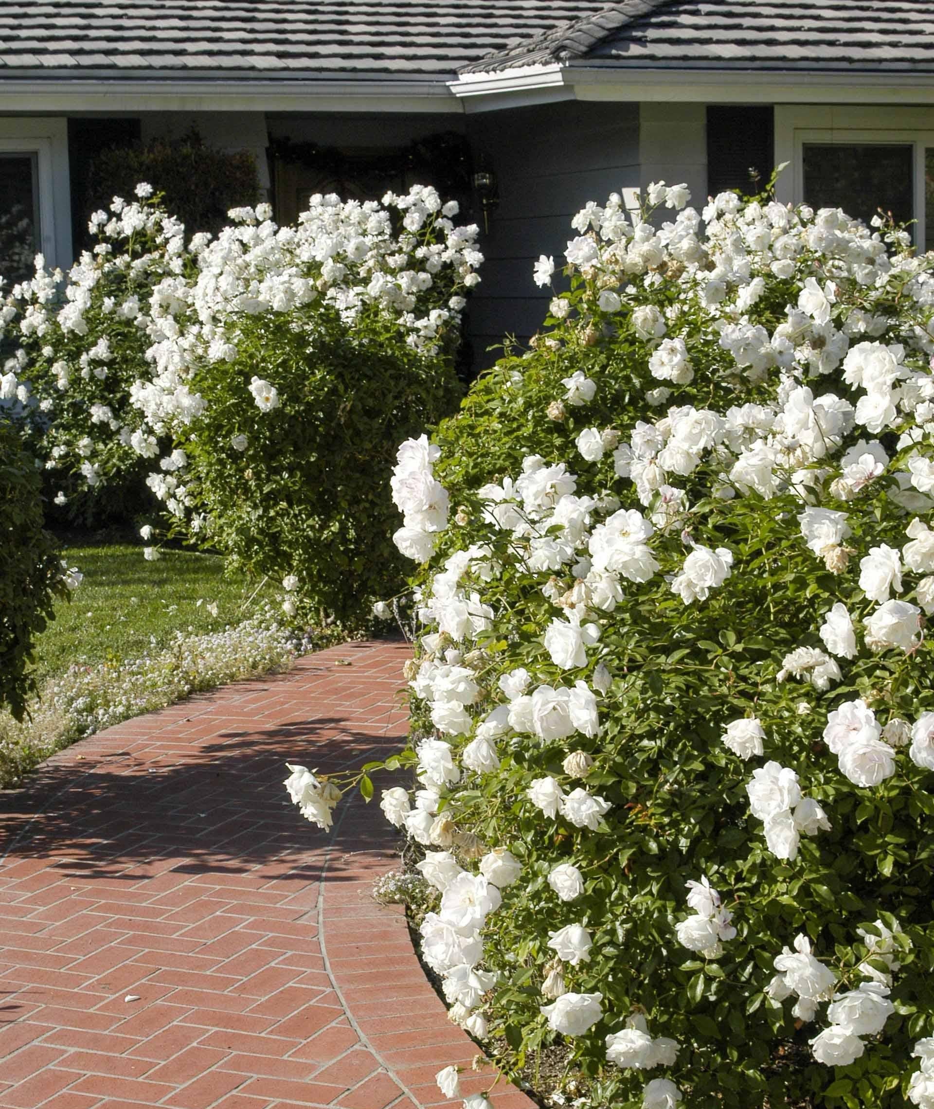 Rosa Floribunda Iceberg - View 4 from www redcrocus com