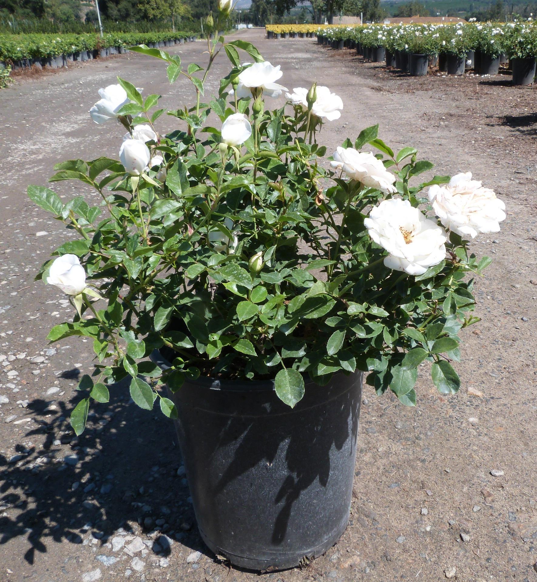 Rosa Floribunda Iceberg - View 7 from www redcrocus com
