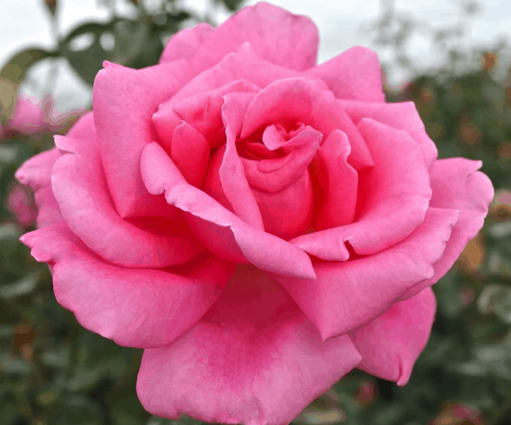 Rosa Hybrid Tea Perfume Delight - View 12 from www redcrocus com