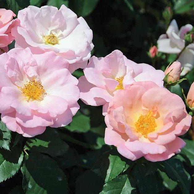 Rosa Landscape Peachy Knock Out - View 11 from www redcrocus com