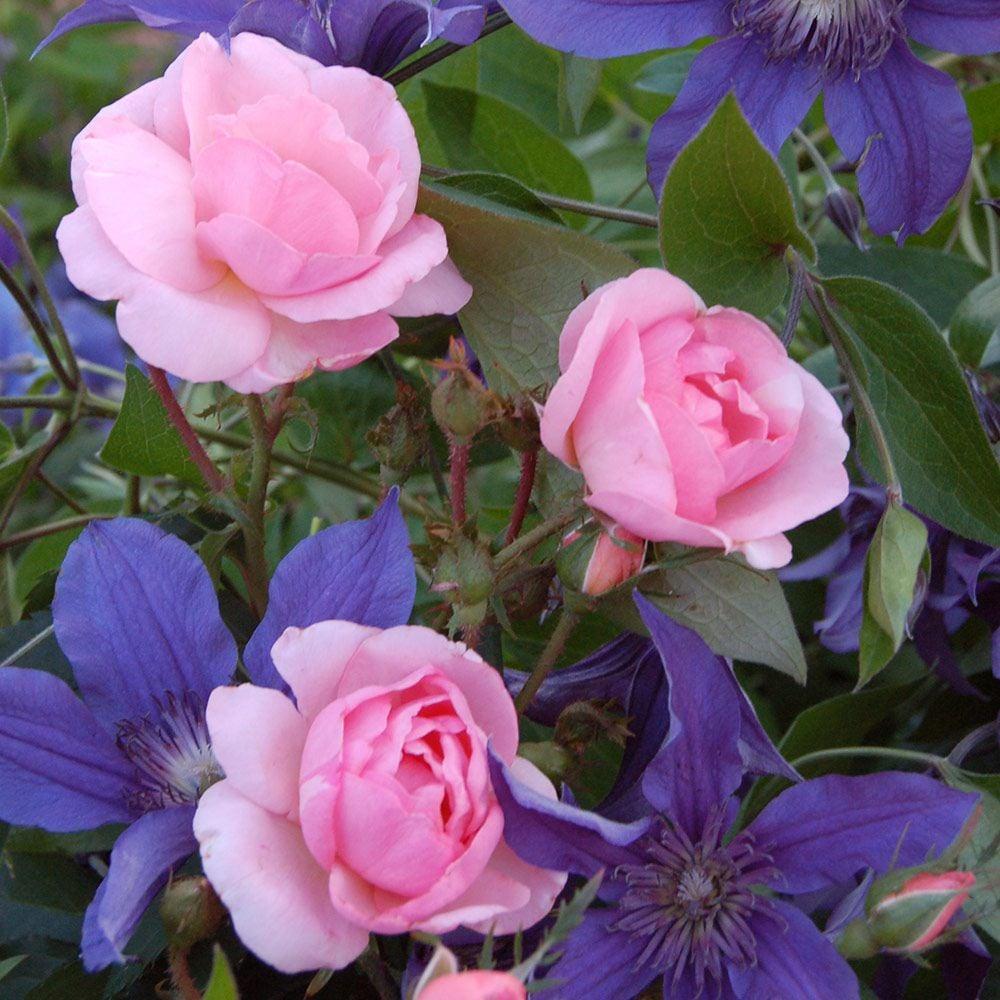 Rosa Landscape Peachy Knock Out - View 12 from www redcrocus com