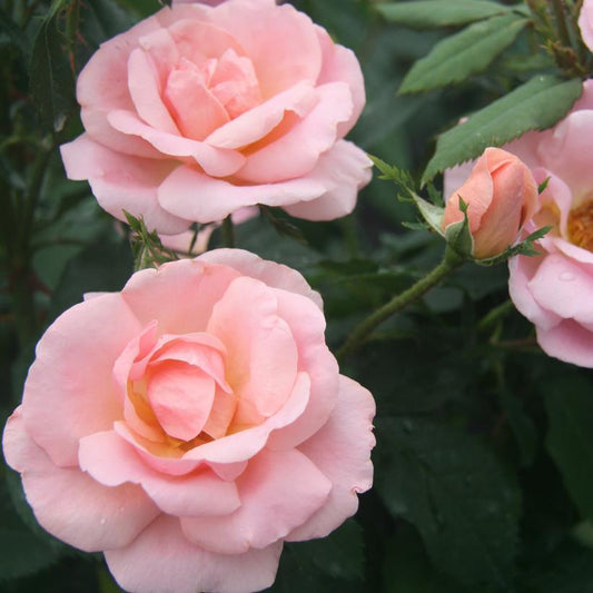 Rosa Landscape Peachy Knock Out - View 1 from www redcrocus com
