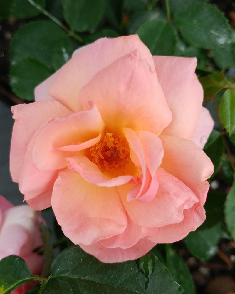 Rosa Landscape Peachy Knock Out - View 2 from www redcrocus com