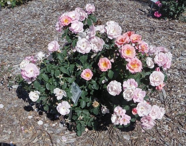 Rosa Landscape Peachy Knock Out - View 3 from www redcrocus com