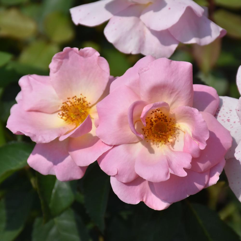 Rosa Landscape Peachy Knock Out - View 5 from www redcrocus com