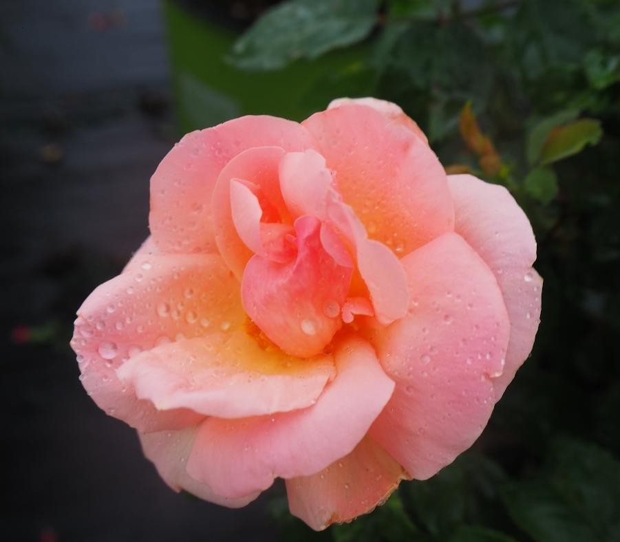 Rosa Landscape Peachy Knock Out - View 6 from www redcrocus com
