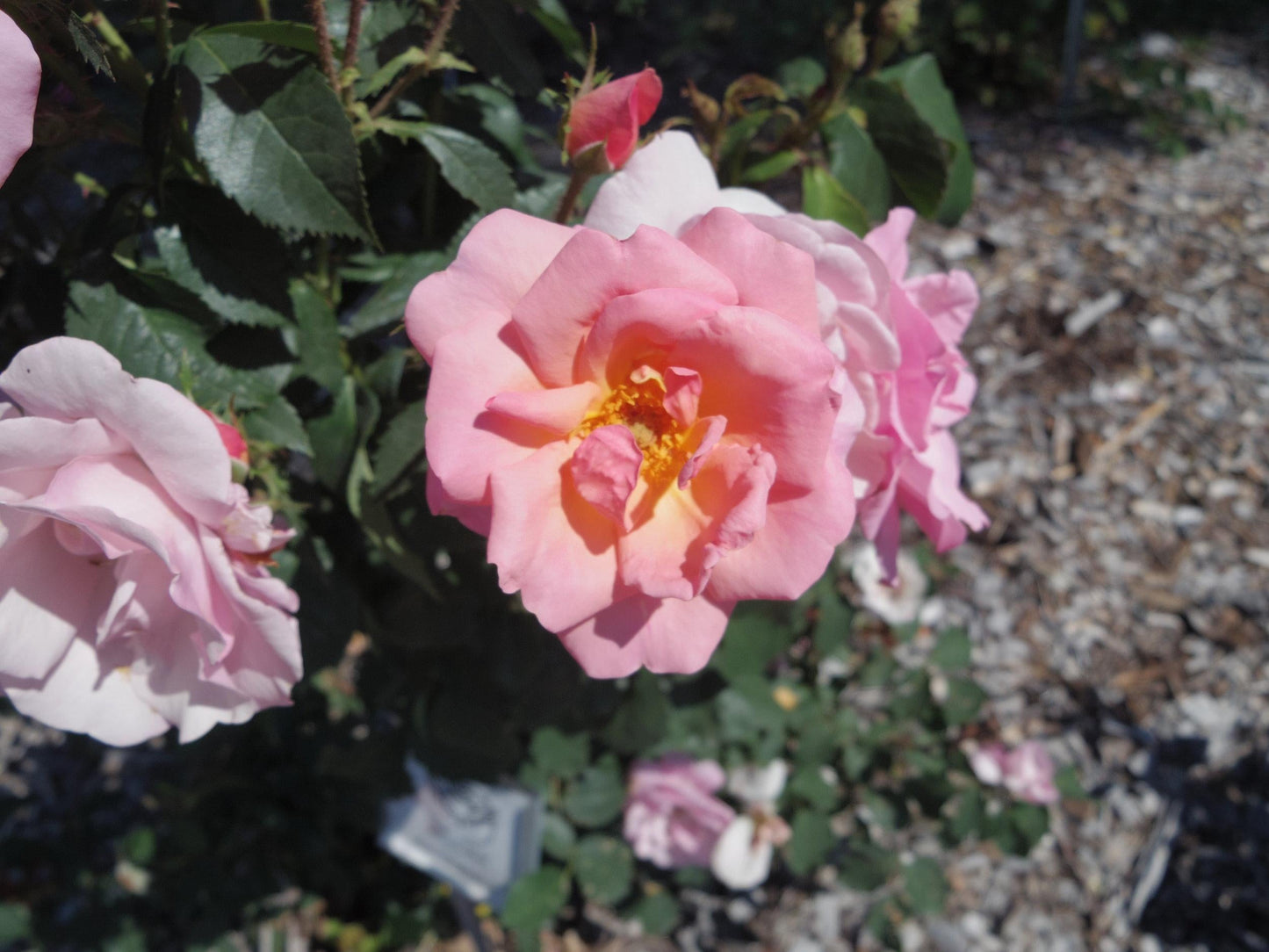 Rosa Landscape Peachy Knock Out - View 8 from www redcrocus com