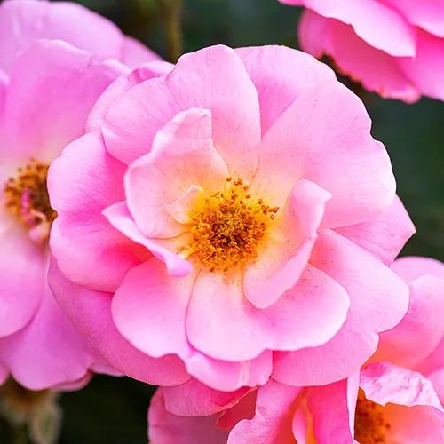 Rosa Landscape Peachy Knock Out - View 9 from www redcrocus com