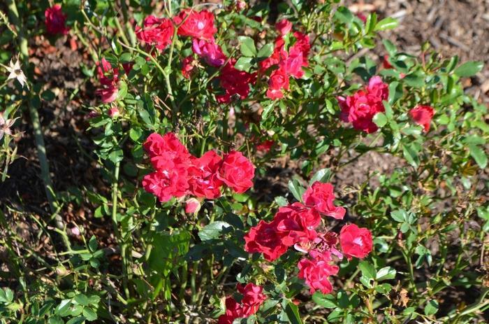 Rosa Landscape Red Drift - View 10 from www redcrocus com