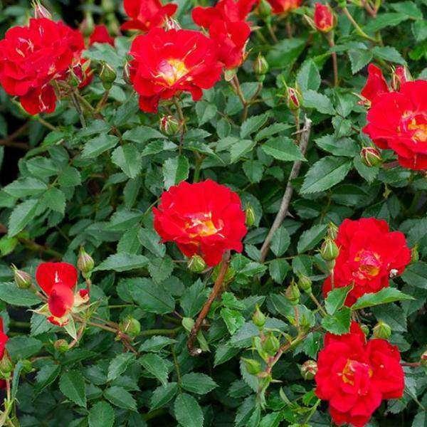 Rosa Landscape Red Drift - View 11 from www redcrocus com