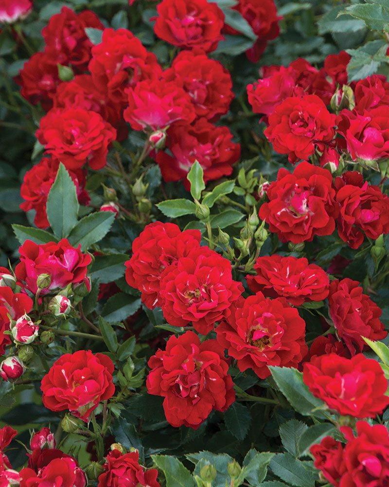 Rosa Landscape Red Drift - View 12 from www redcrocus com