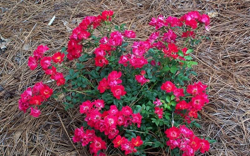 Rosa Landscape Red Drift - View 13 from www redcrocus com